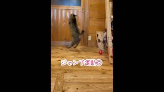 ススキでながらダイエット🐱七くんの大ジャンプに注目して下さい！ #猫じゃらし #ながらダイエット #cat