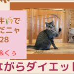 大ジャンプ！ススキ🌾で楽しく遊ぶ猫♪ながらダイエット猫♪Big jump！Cat playing with Japanese pampas grass.