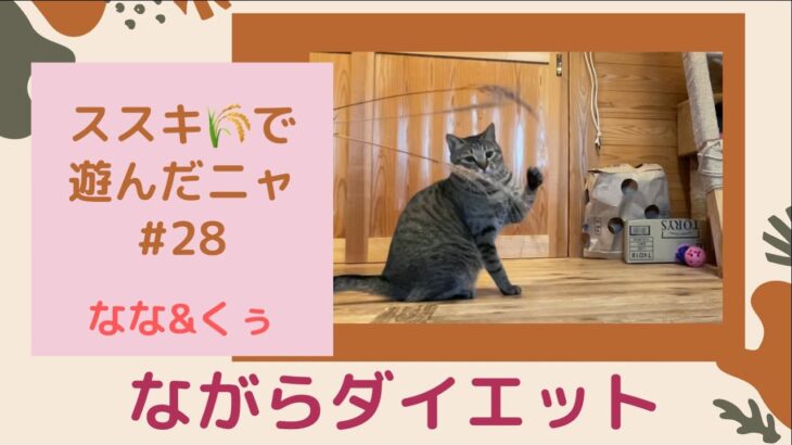 大ジャンプ！ススキ🌾で楽しく遊ぶ猫♪ながらダイエット猫♪Big jump！Cat playing with Japanese pampas grass.