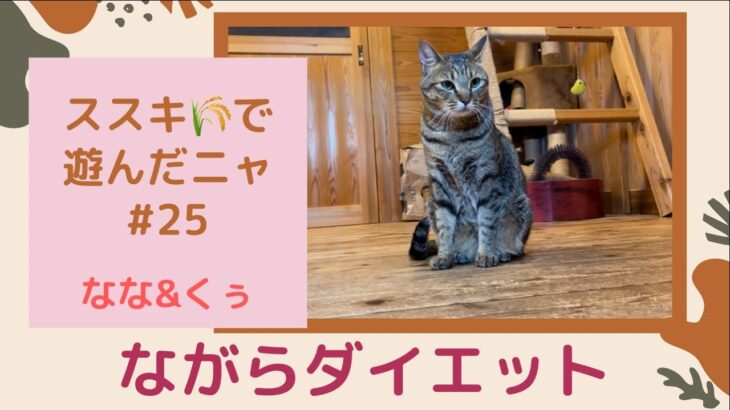 ススキ🌾で楽しくジャンプ！遊びながらダイエットする猫♪ #ながらダイエット #ぽっちゃり猫 ＃リアル猫じゃらし