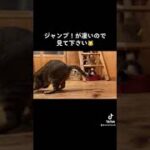 【ジャンプ猫】ながらダイエットで筋肉モリモリ♪ススキで遊んで大ジャンプ！Cat with great muscles.