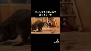 【ジャンプ猫】ながらダイエットで筋肉モリモリ♪ススキで遊んで大ジャンプ！Cat with great muscles.