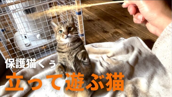 立ちながらススキで遊ぶ猫がかわいすぎました。