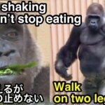 ダイエット中のゲンキは手が震えながらも食事を止めない🌸Dieter Genki doesn’t stop eating even though her hands are shaking京都市動物園