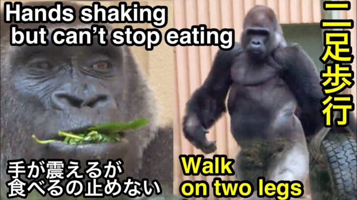 ダイエット中のゲンキは手が震えながらも食事を止めない🌸Dieter Genki doesn’t stop eating even though her hands are shaking京都市動物園