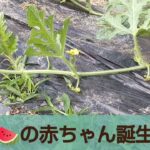 誰でも簡単、低コストで作るダイエット食