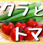 【簡単ダイエットレシピ】超さっぱり！やみつき副菜！「オクラとトマトの夏サラダ」の作り方【糖質オフ】