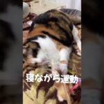【ねこ】寝ながらダイエット・ばんこ#shorts #ねこ #cat