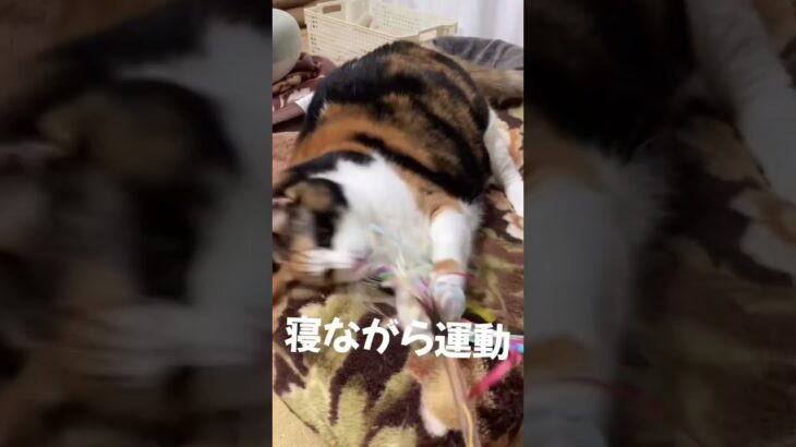 【ねこ】寝ながらダイエット・ばんこ#shorts #ねこ #cat