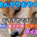 おやつで冷んやりな柴犬✨ 簡単おすすめ 暑さ対策 節約 ダイエット #犬 #日常 #おやつ #柴犬 #おすすめ #暑さ対策 #節約 #ダイエット #簡単 #田舎暮らし #ペット #dog #shiba