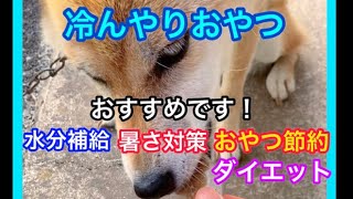 おやつで冷んやりな柴犬✨ 簡単おすすめ 暑さ対策 節約 ダイエット #犬 #日常 #おやつ #柴犬 #おすすめ #暑さ対策 #節約 #ダイエット #簡単 #田舎暮らし #ペット #dog #shiba