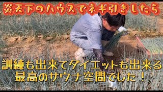 【ダイエットに最適　夏のネギ引き作業】ハナノキ活動記録