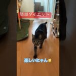 自宅で簡単ダイエット、キャットウォーク編 #猫動画 #cat #ねこ #ダイエット #キャットウォーク