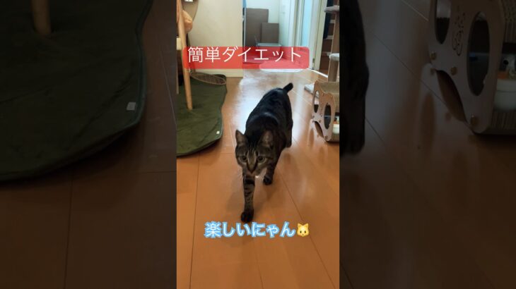 自宅で簡単ダイエット、キャットウォーク編 #猫動画 #cat #ねこ #ダイエット #キャットウォーク